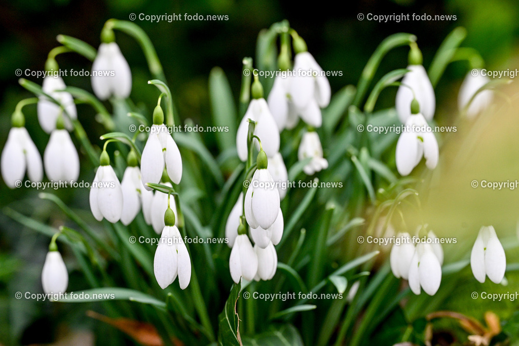 Fruehling_ Blumen_ Fruelingsboten_ 14.02.2024-11 | 14.02.2024, Linz, AUT, Fruehling, Blumen, Fruehlingsboten, im Bild Frühling, Blumen, Frühlingsboten, Fruehling, Fruelingsboten, Schneeglöckerl, Schneegloeckerl, Schneeglöckchen, Schneegloeckchen,  Blütenpflanze, Vorfrühling