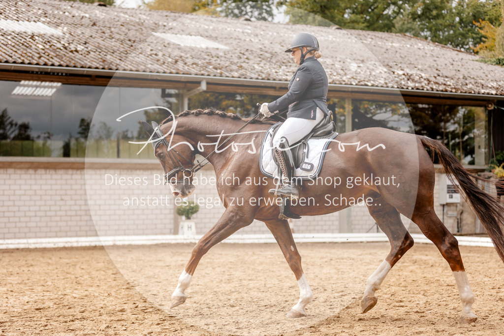 3I6A7799 | Stimmungsvolle Portraits und Reitsportfotografie im Ruhrgebiet und im Münsterland.

Pferdefotografie, Hundefotografie, Tierfotografie, Reportagen, Portraits von Tier und Mensch, Turnierfotografie in Bochum, Recklinghausen, Marl, Haltern am See, Dülmen.. - Realisiert mit Pictrs.com