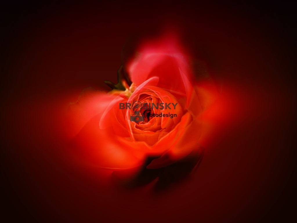 Red rose on blackIMG9576_2  | brosinskyfotodesign-shop - Realisiert mit Pictrs.com