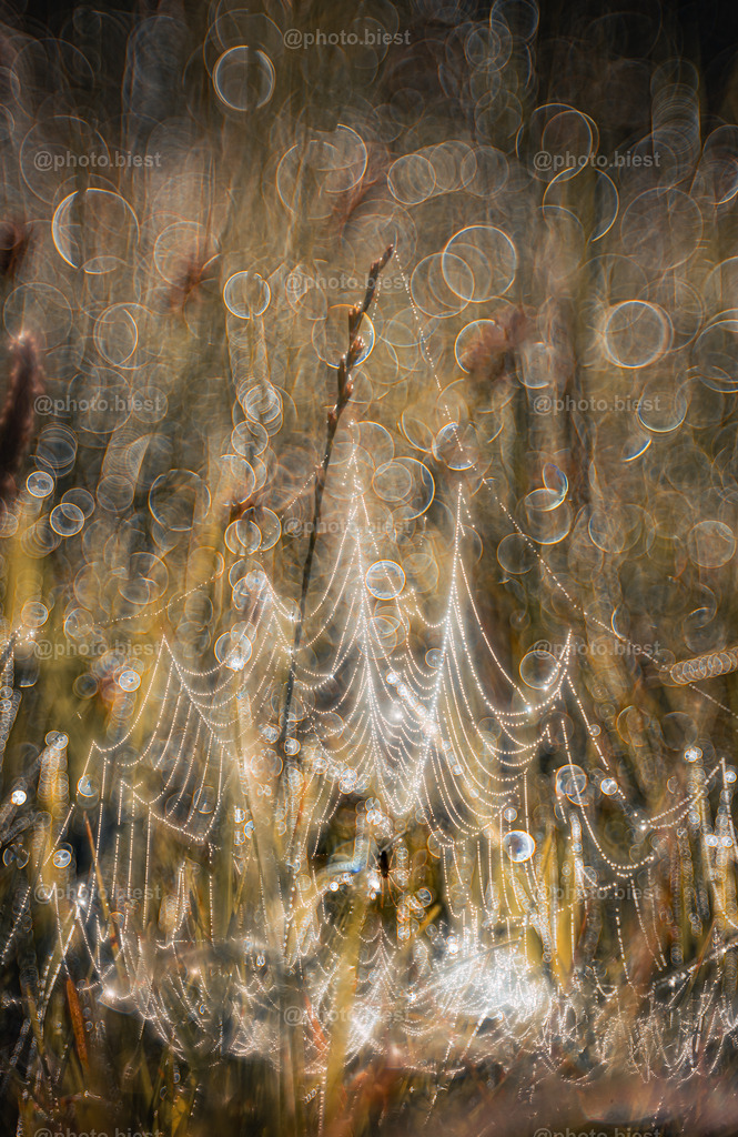 Spinnenkronleuchter | Eine Spinne im Netz. Morgens auf dem Feld. - Realisiert mit Pictrs.com