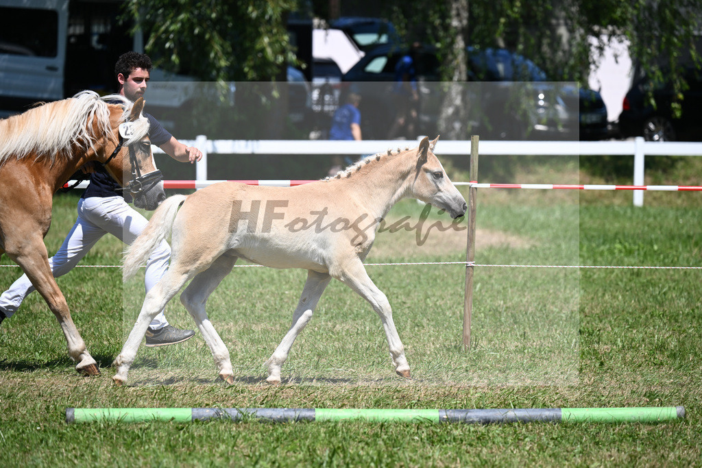 Kat-Nr. 25 HF Starino II x Alabaster B_Schneider_26240420 | hf-fotografie - Realisiert mit Pictrs.com