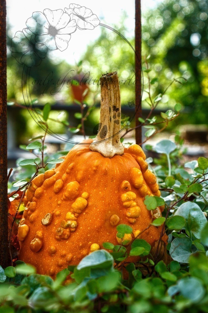 IMG_9004-01 | only.this.little.world - Realisiert mit Pictrs.com