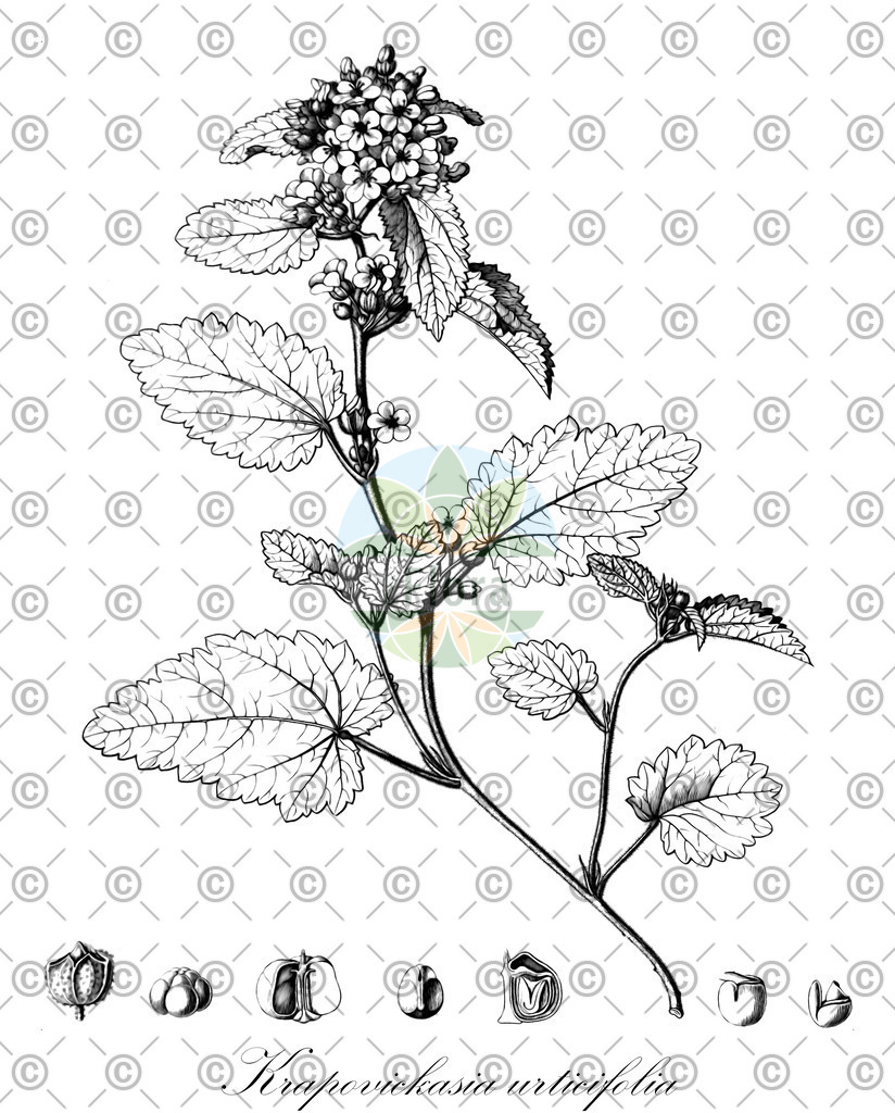 HistAbb_wfo-0000221473_1_ENZY_Simple | Historische Abbildung von Krapovickasia urticifolia - Malvaceae | Historical Illustration of Krapovickasia urticifolia - Malvaceae