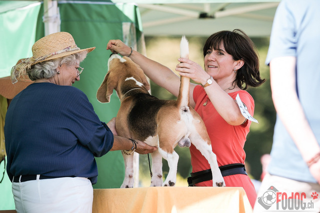 CACIB Aarau | CACIB Aarau, Swiss Dog Show  29062025 Foto: Leo Wyden