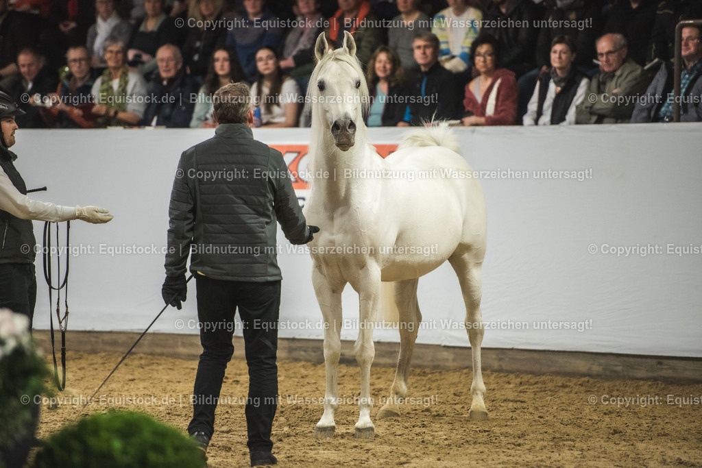 20240302_Hengstvorstellung_Marbach_TOMsPiC_1185 | equistock