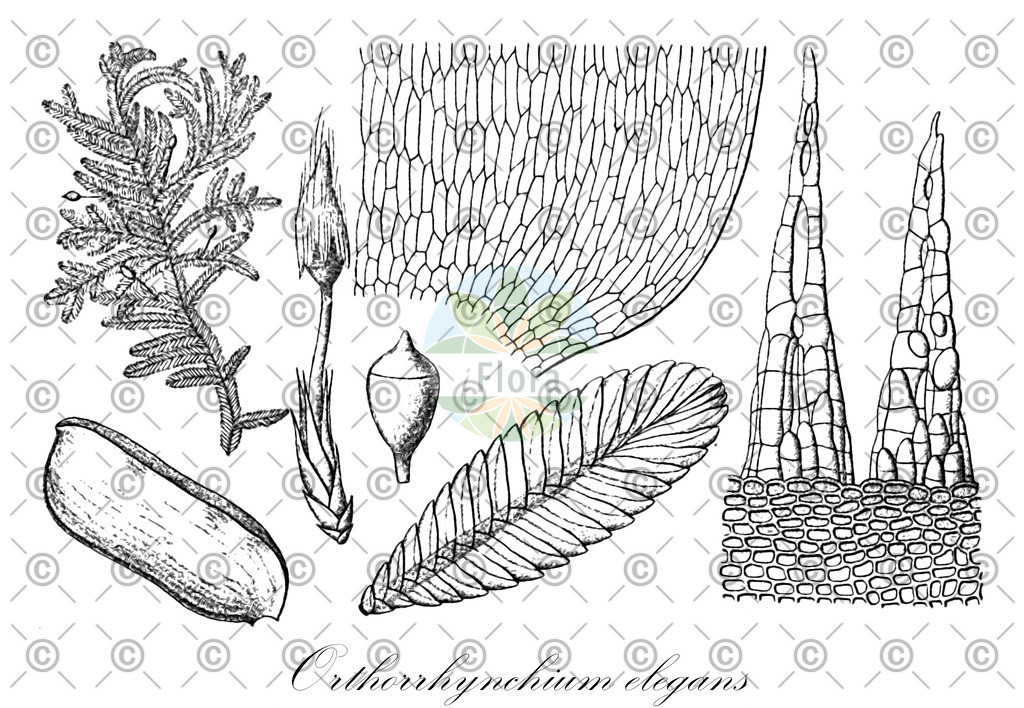 HistAbb_wfo-0000261111_1_ENZY_Simple | Historische Abbildung von Orthorrhynchium elegans - Orthorrhynchiaceae | Historical Illustration of Orthorrhynchium elegans - Orthorrhynchiaceae