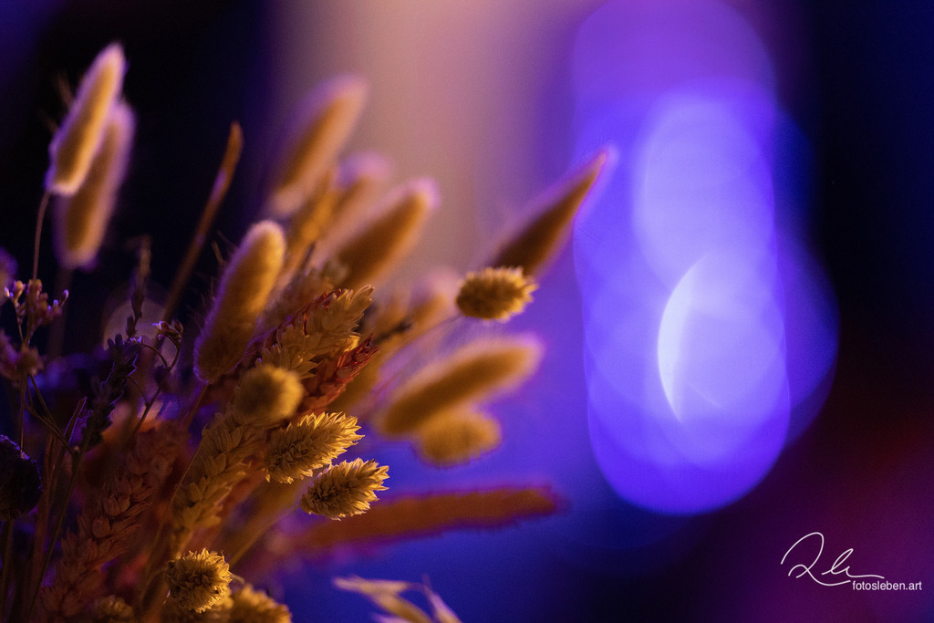 846A8825web | fotosleben - Realisiert mit Pictrs.com