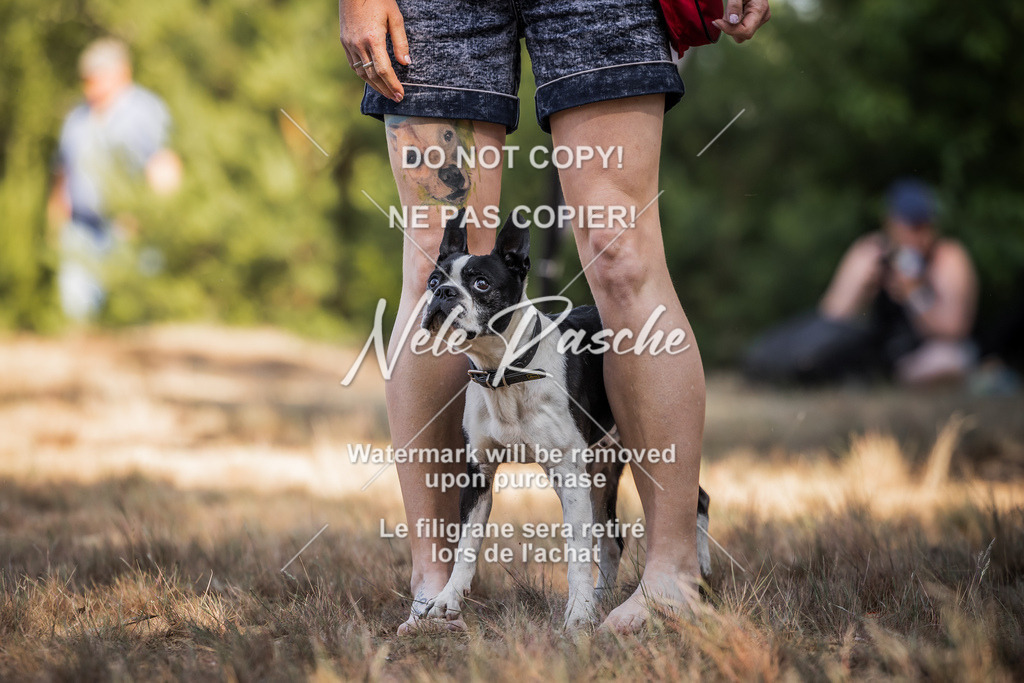 nelerasche_soDD1_239 | nelerasche