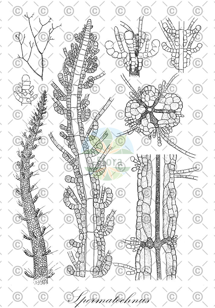 HistAbb_wfo-0001067997_1_ENZY_Simple | Historische Abbildung von Spermatochnus - Chordariaceae (0) | Historical Illustration of Spermatochnus - Chordariaceae (0)