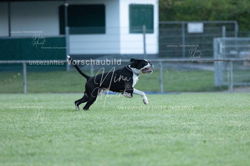 _16A5731 | Einzigartige Fotos von Hunden & Menschen –Actionfotos, Portraits, Vereinsaufnahmen & Paarshootings – authentisch, lebendig & mit Herz.