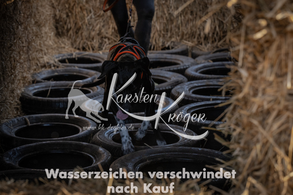 0955_ZZ95404 | kk-dogfotos