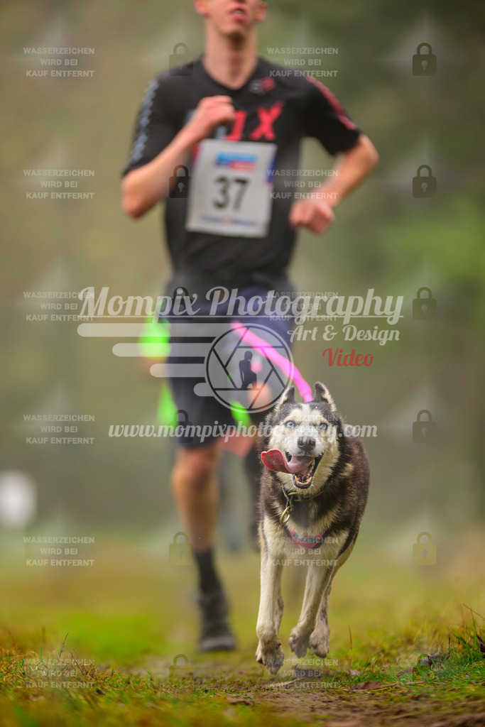 MompixPhotography_Bischwiller2025_Canicross-148 | mompixphotography