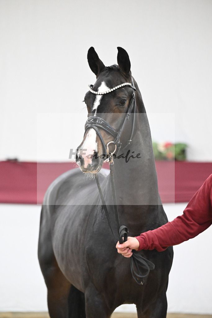 Kat-Nr. 33 Negro x Quaterback_Stefan Holtwiesche_47251118 | hf-fotografie - Realisiert mit Pictrs.com