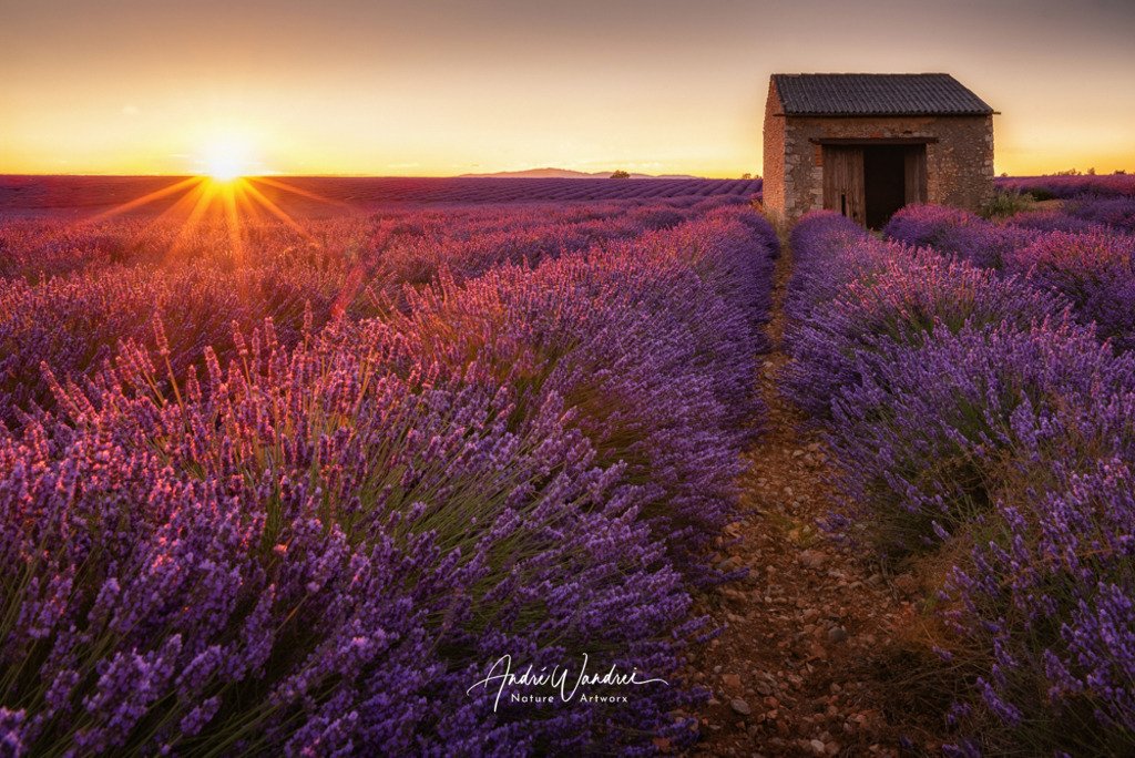 Sonnenuntergang im Blütenmeer | Andre Wandrei - Nature Artworx - Realisiert mit Pictrs.com