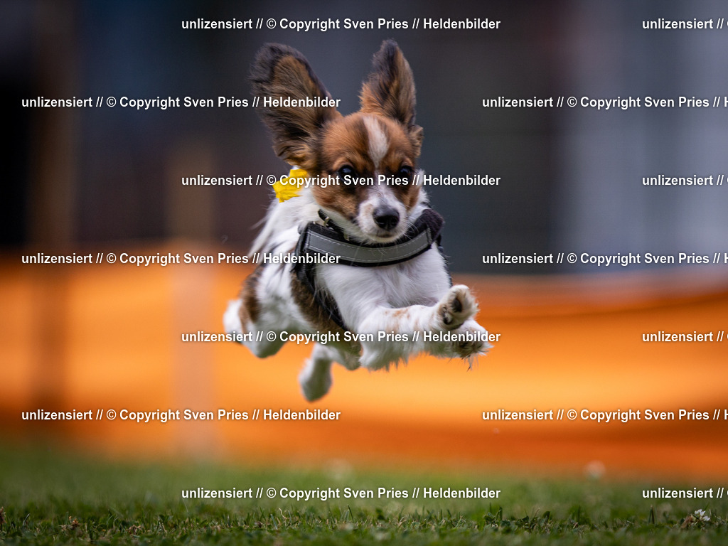 Sven Pries | 19. Allgemeines Hunderennen Karlsruhe Durlach - Realisiert mit Pictrs.com