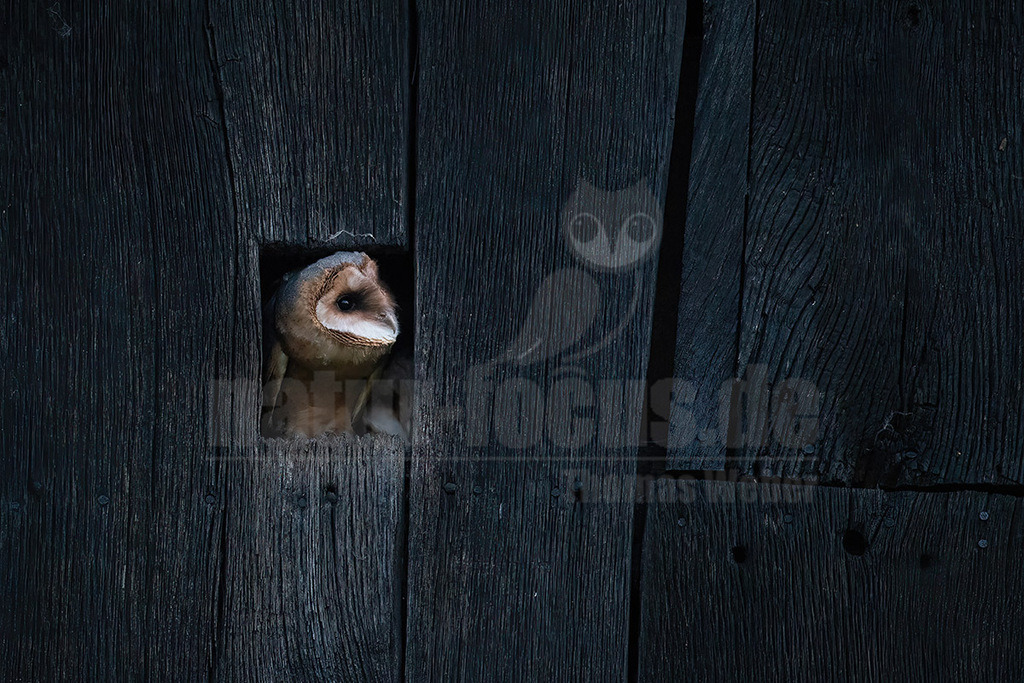 R6NF1513_20240622 | Die Schleiereule ist eine Vogelart aus der Ordnung der Eulen und der Familie der Schleiereulen. Die Schleiereule ist eine sehr helle, langbeinige Eule, die keine Federohren aufweist. Zu ihren auffälligsten Erkennungsmerkmalen gehören das herzförmige Gesicht sowie die verhältnismäßig kleinen, schwarzen Augen. - Realisiert mit Pictrs.com