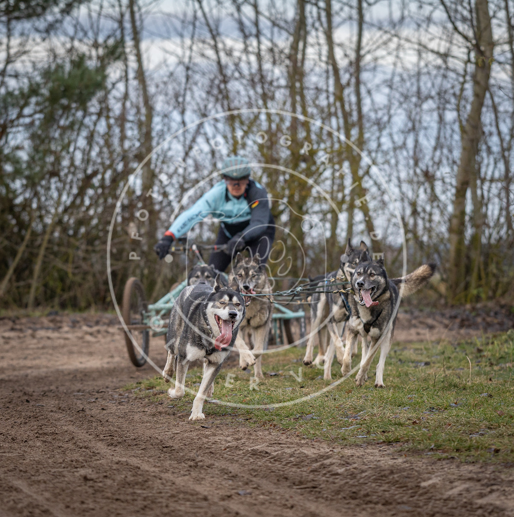 Pfotenfotografie_DV3A5951 | Hundefotografie, Tierfotograf, Pfotenfotografie, Fotoshooting Hund, Hunde Portrait, Hundesport, Hundeportraits, Heideshooting, Hunde, Sportfotograf, Hundefotograf, Turnierhundsport, THS,  - Realisiert mit Pictrs.com