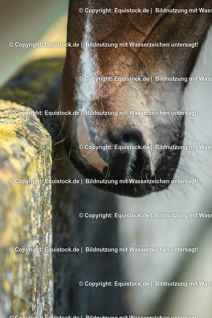 20210617_Fohlen_0259 | Foto: Thomas Hartig