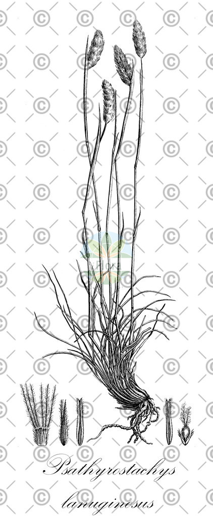 HistAbb_wfo-0000117554_1_ENZY_Simple | Historische Abbildung von Psathyrostachys lanuginosus - Poaceae | Historical Illustration of Psathyrostachys lanuginosus - Poaceae
