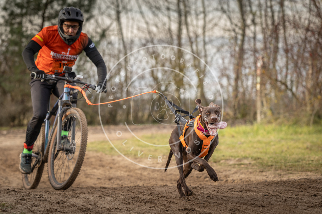 Pfotenfotografie_DV3A7638 | Hundefotografie, Tierfotograf, Pfotenfotografie, Fotoshooting Hund, Hunde Portrait, Hundesport, Hundeportraits, Heideshooting, Hunde, Sportfotograf, Hundefotograf, Turnierhundsport, THS,  - Realisiert mit Pictrs.com