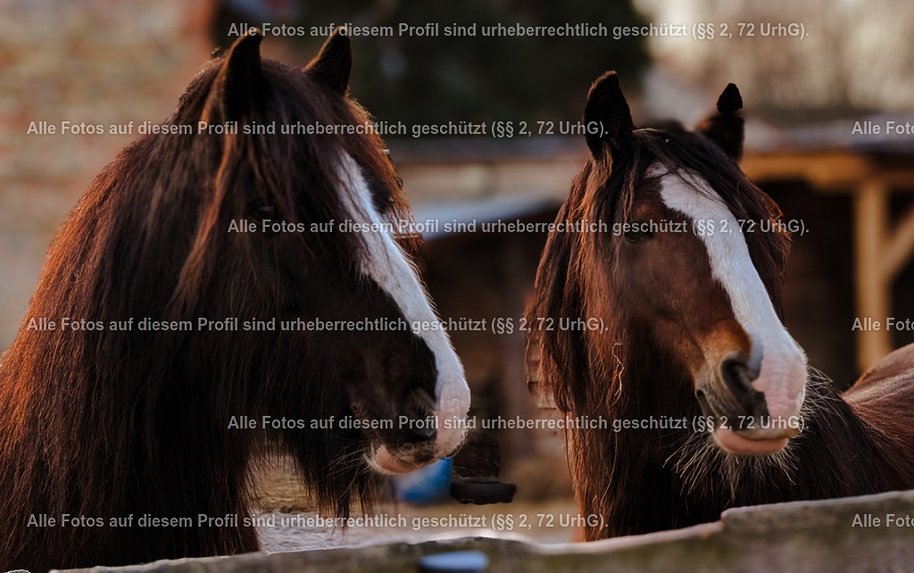 PXL_20250304_062203794_2 (1) | krollfotografie - Realisiert mit Pictrs.com