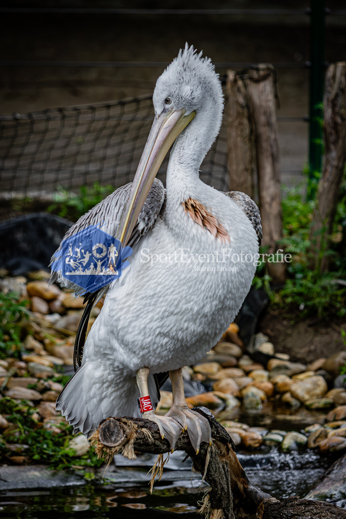 IMG_5811 | SportEventFotografie - Roman Stoiber