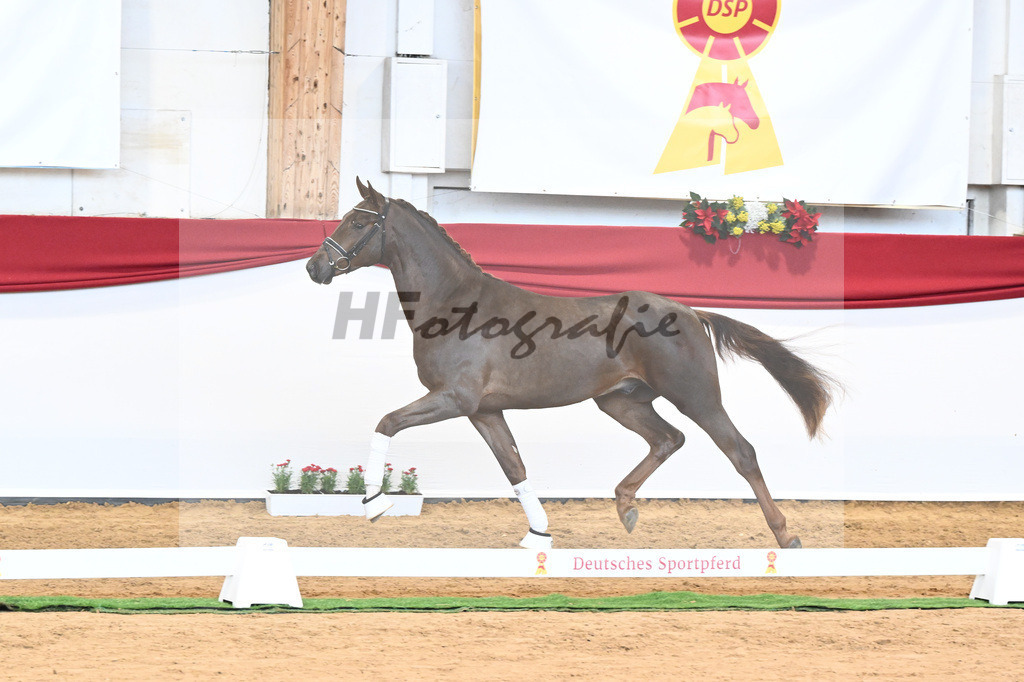 Kat-Nr. 63 Fidertanz x Romanov Blue Hors_La Rue_43230644 | hf-fotografie - Realisiert mit Pictrs.com