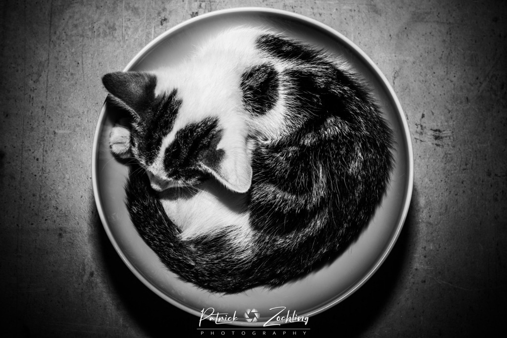 Cats-Zöchling (2) | Patrick Zöchling - Realisiert mit Pictrs.com