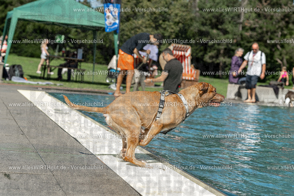 Hundeschwimmen_Volksbad_2026-allesWIRTHgut_Tierfotografie-2609061253-120328-7R500267 | Professionelle Tierfotografie in Mönchengladbach von Daniel Wirth (allesWIRTHgut). Liebevolle & natürliche Bilder von Hunden & Katzen für unvergessliche Erinnerungen.