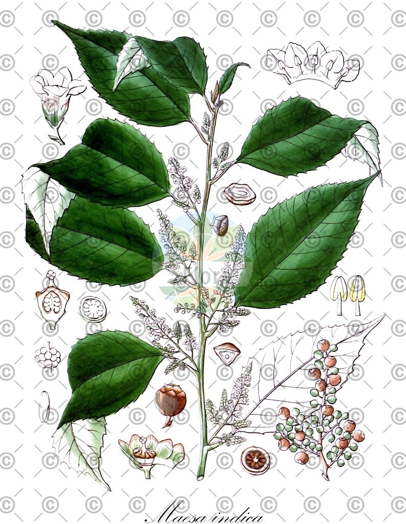 HistAbb_wfo-0000233174_1_ENZY_Simple | Historische Abbildung von Maesa indica - Primulaceae | Historical Illustration of Maesa indica - Primulaceae