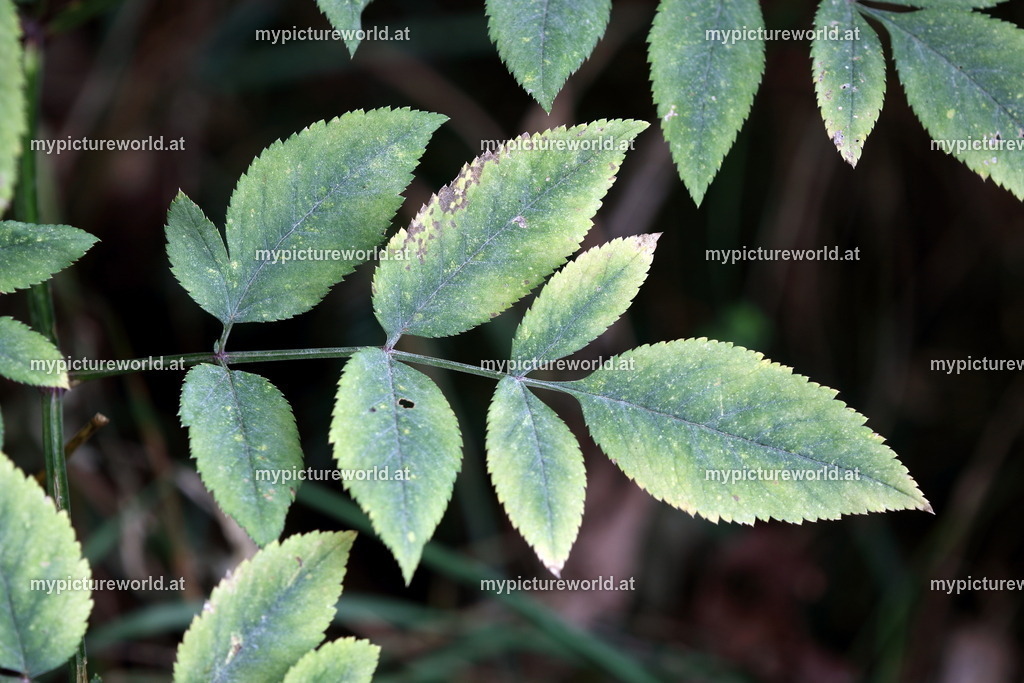 Wald-Engelwurz-010 | Das Bilderarchiv über Tiere, Planzen und Landschaften. In der Bilddatenbank finden Sie ein große Auswahl an hochwertigen Bilder für Ihre Werbung - Realized with Pictrs.com