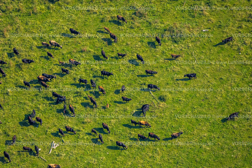 Hattingen240810246 | Luftbild, Naturschutzgebiet Ruhraue Winz an der Hattinger Ruhrschleife, weidende Kühe Rinderherde, Winz, Hattingen, Ruhrgebiet, Nordrhein-Westfalen, Deutschland