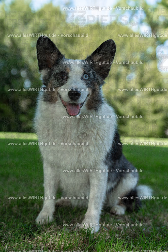 Hundeschwimmen_Volksbad_2026-allesWIRTHgut_Tierfotografie-2609061323-7R500759 | Professionelle Tierfotografie in Mönchengladbach von Daniel Wirth (allesWIRTHgut). Liebevolle & natürliche Bilder von Hunden & Katzen für unvergessliche Erinnerungen.