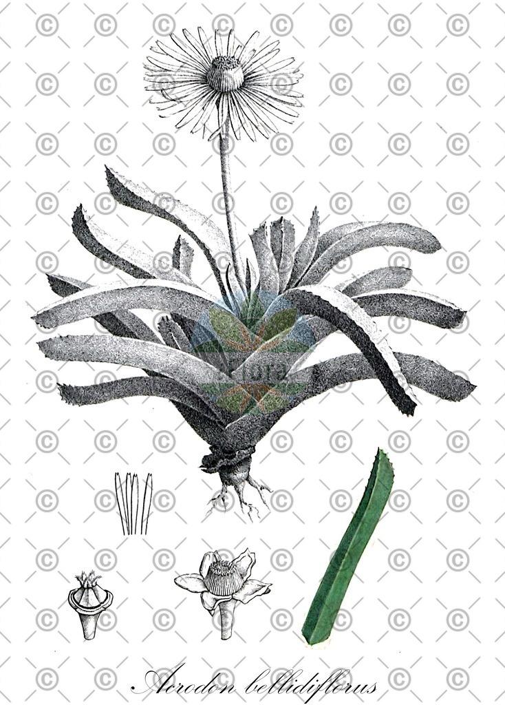 HistAbb_wfo-0000518675_2_ENZY_Simple | Historische Abbildung von Acrodon bellidiflorus - Aizoaceae | Historical Illustration of Acrodon bellidiflorus - Aizoaceae