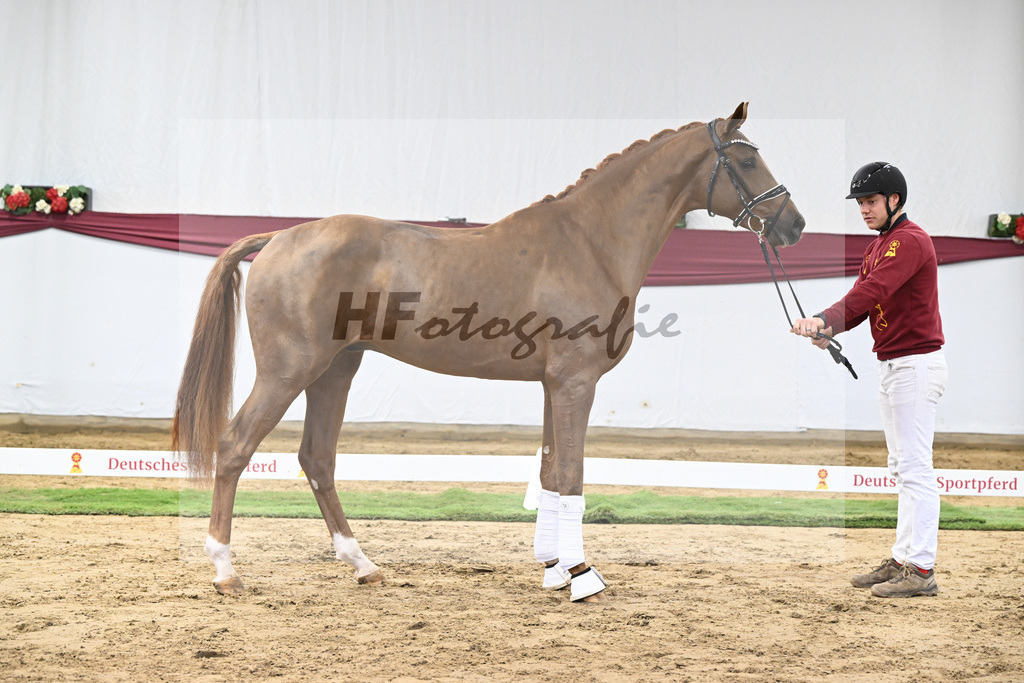 Kat-Nr. 25 Feliciano x Fuerst Romancier_Dr. Jutta Steidl_47250822 | hf-fotografie - Realisiert mit Pictrs.com