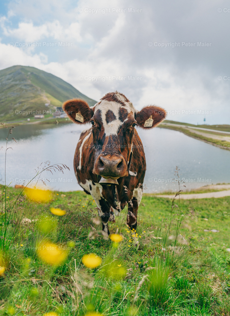 Martini_Wildkogel_2022-140 | piet_flosse