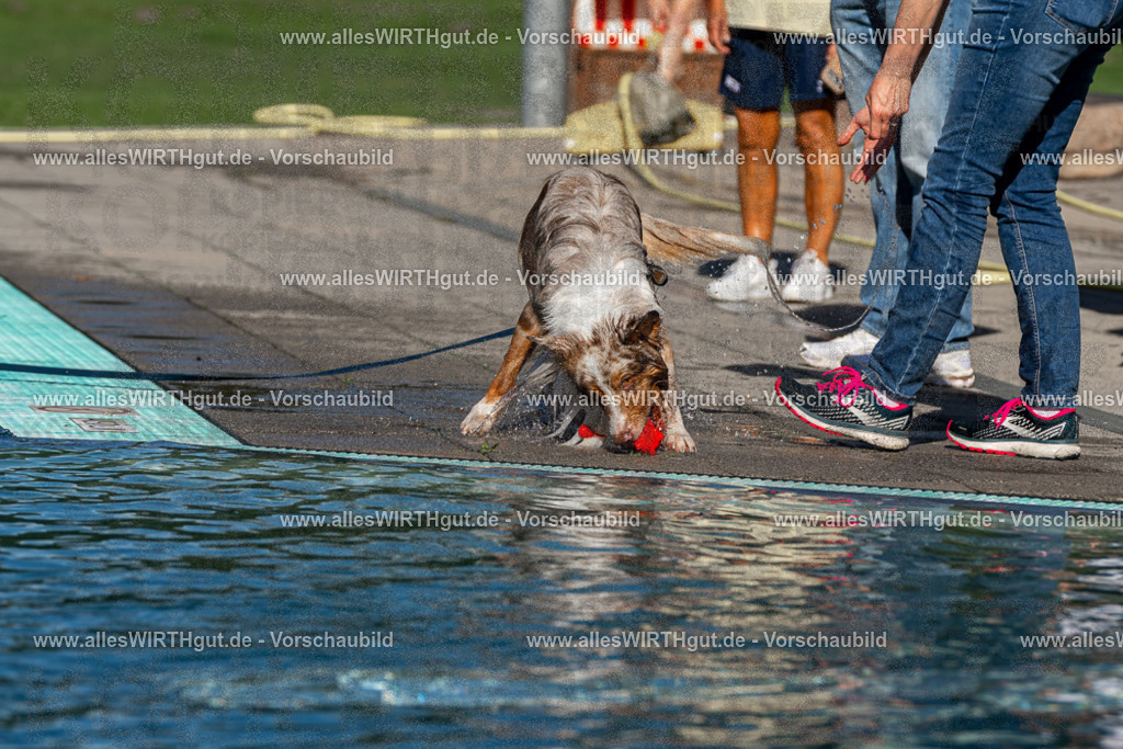 Hundeschwimmen_Volksbad_2026-allesWIRTHgut_Tierfotografie-2609061031-FAY05929 | Professionelle Tierfotografie in Mönchengladbach von Daniel Wirth (allesWIRTHgut). Liebevolle & natürliche Bilder von Hunden & Katzen für unvergessliche Erinnerungen.