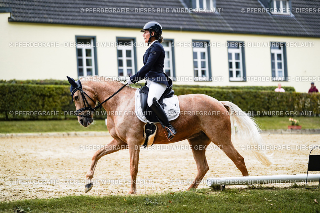 DSC09087 | Pferdegrafie