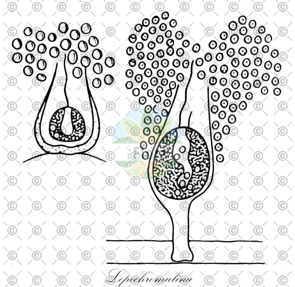 HistAbb_wfo-0000226163_1_ENZY_Simple | Historische Abbildung von Lepochromulina - Dinobryaceae (0) | Historical Illustration of Lepochromulina - Dinobryaceae (0)