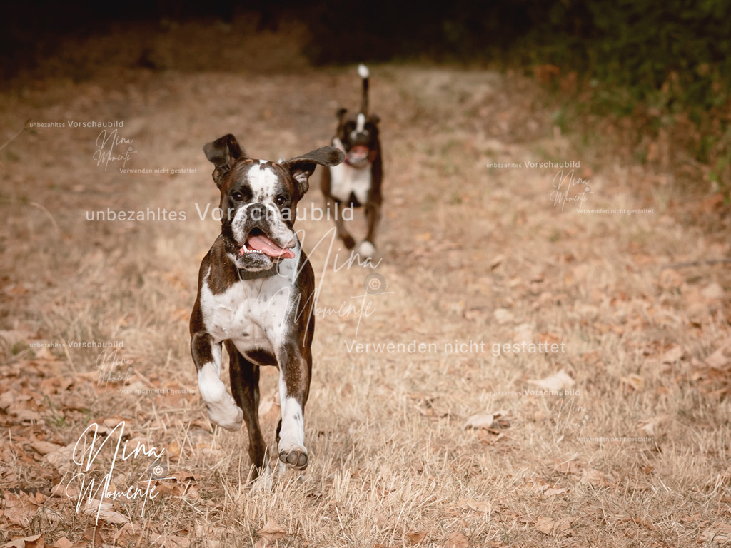 _16A7793-1 | Einzigartige Fotos von Hunden & Menschen –Actionfotos, Portraits, Vereinsaufnahmen & Paarshootings – authentisch, lebendig & mit Herz.