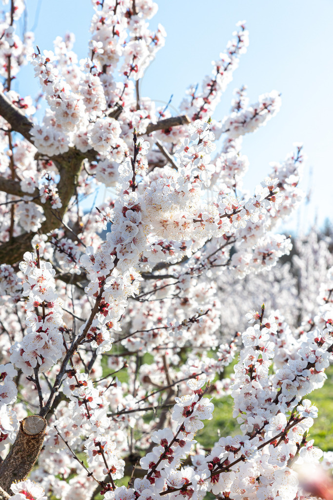 Marillenblüte Wachau | Ihre Fotografin im Lungau, ihre Fotografin im Mostviertel, Wandbilder Onlineshop, Imagefotos für Ihr Unternehmen,  - Realisiert mit Pictrs.com