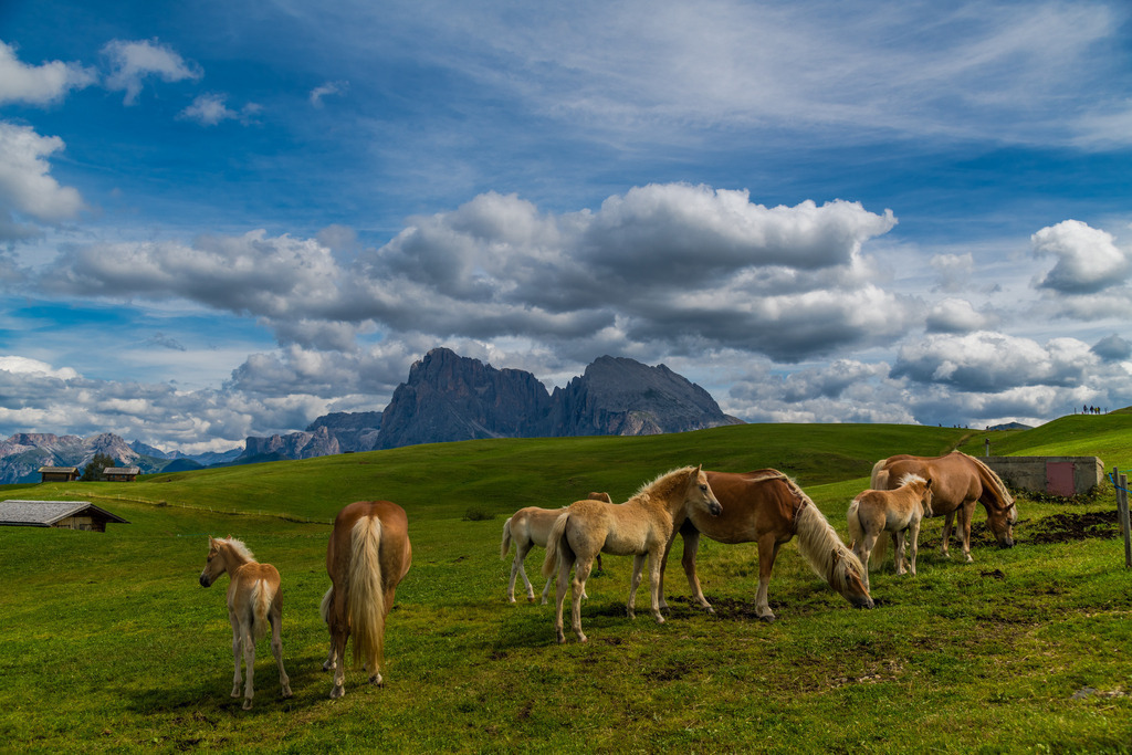 Pferde auf der Seiseralm | <div id="allefotografen-seal-verified-green"></div><script src="https://www.allefotografen.de/956728/seal-verified-green/seal.js" async="async"></script> - Realisiert mit Pictrs.com