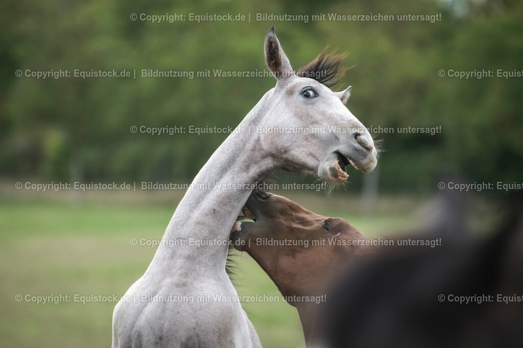20201005_Fohlen_0075 | equistock