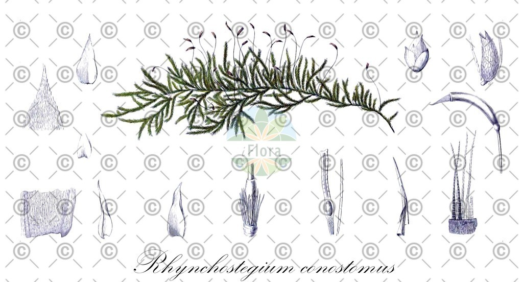 HistAbb_wfo-0000296561_1_ENZY_Simple | Historische Abbildung von Rhynchostegium conostomus - Brachytheciaceae | Historical Illustration of Rhynchostegium conostomus - Brachytheciaceae