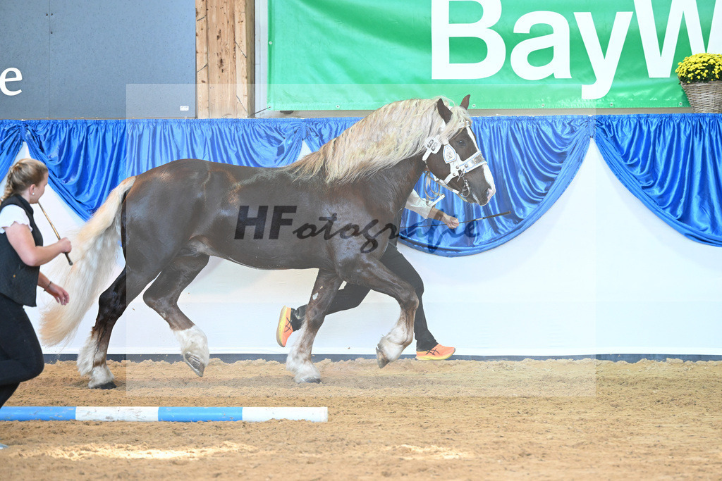 Kat-Nr. 98 Valegro_Oltmanns_53220643 | hf-fotografie - Realisiert mit Pictrs.com