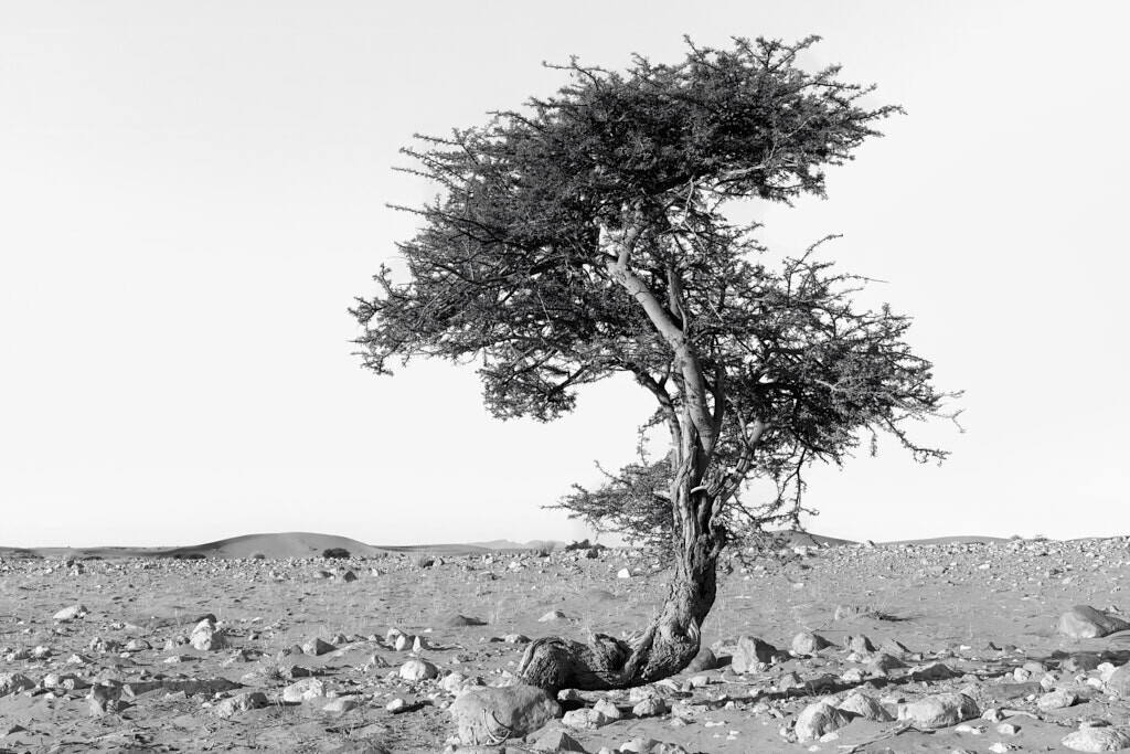 Resilience 2 | Ich erzähle Geschichten als Autor und als Fotograf. Hier finden Sie hochwertige Naturfotografie, Reisefotografien und Bilder aus dem urbanen Lebensraum.  - Realisiert mit Pictrs.com