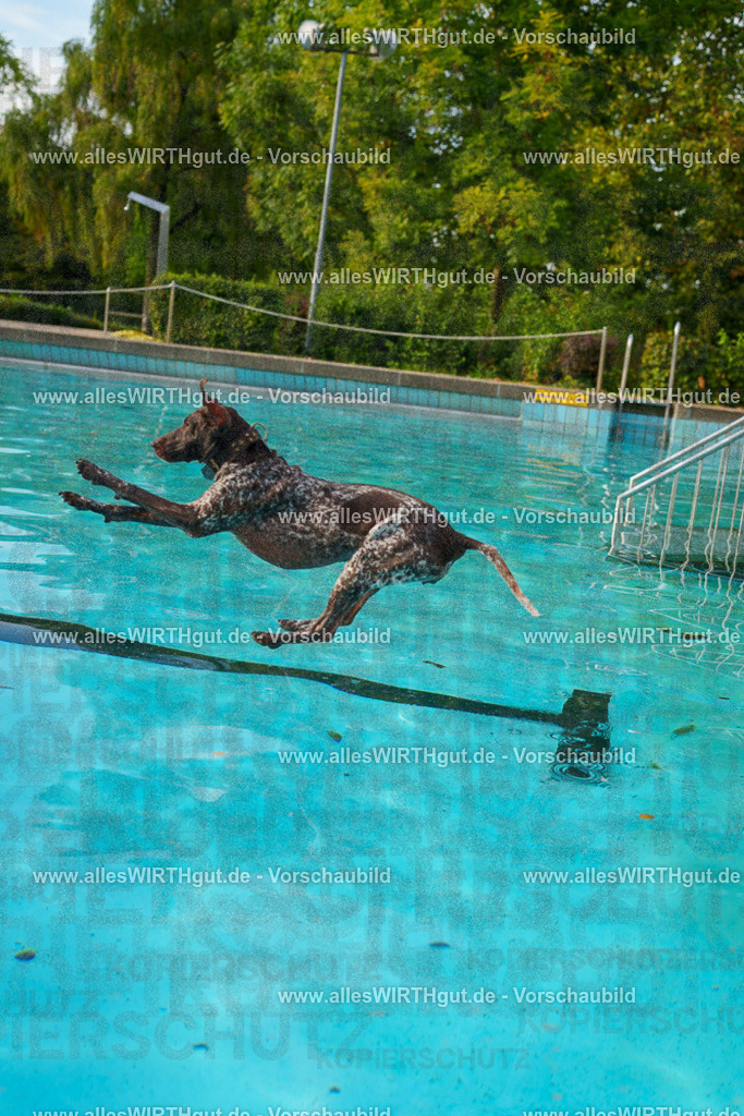 Hundeschwimmen_Grefrath_2026-allesWIRTHgut_Tierfotografie-09_21-7R502221 | Professionelle Tierfotografie in Mönchengladbach von Daniel Wirth (allesWIRTHgut). Liebevolle & natürliche Bilder von Hunden & Katzen für unvergessliche Erinnerungen.