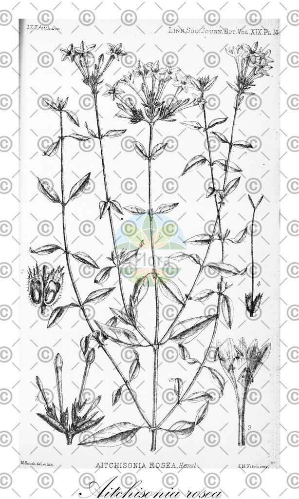 HistAbb_wfo-0000932696_1_ENZY_Simple | Historische Abbildung von Aitchisonia rosea - Rubiaceae | Historical Illustration of Aitchisonia rosea - Rubiaceae