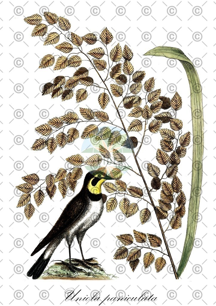 HistAbb_wfo-0000906752_1_ENZY_Simple | Historische Abbildung von Uniola paniculata - Poaceae | Historical Illustration of Uniola paniculata - Poaceae