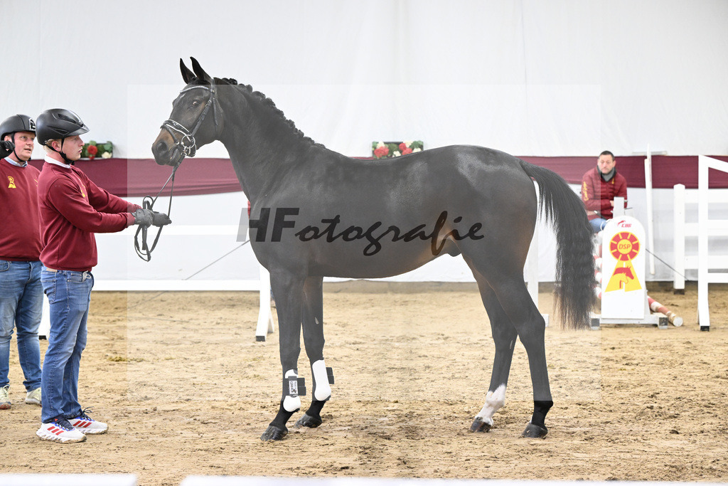 Kat-Nr. 78 Conthalou x Cornet Obolensky_Benjamin Maier_47252715 | hf-fotografie - Realisiert mit Pictrs.com